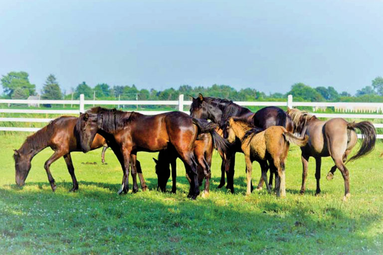Photo of horses grazing in a field.
