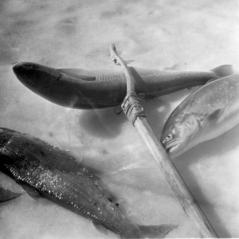 Black and white photo of three fish lying on their sides on ice, one has a spear through its centre.