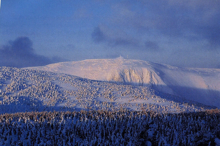A snowy mountain is shown in the background, with a snow covered forest in the foreground.