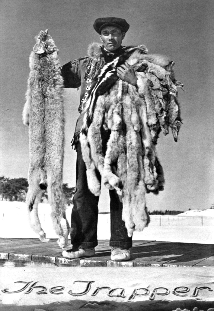 Black and white photo of a man standing on a boardwalk holding one fur in his right hand and a pile of furs in his left arm.