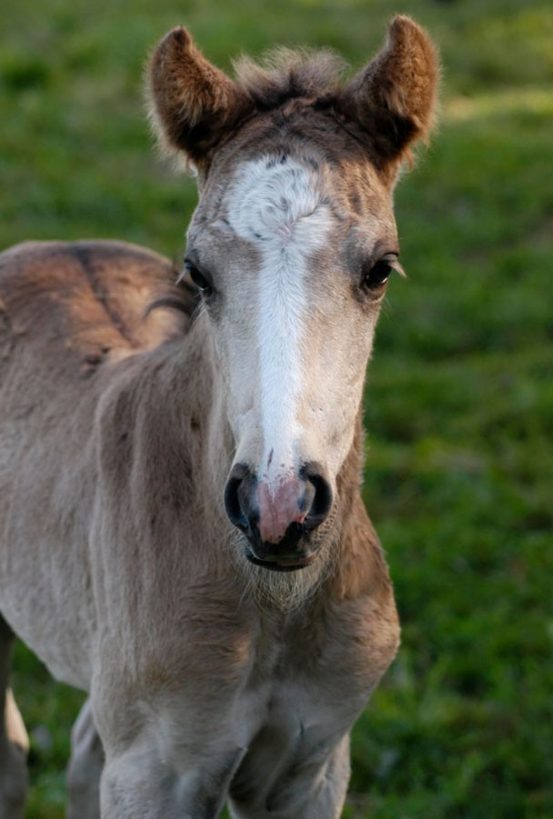 Close-up photo of a horse standing in grass.