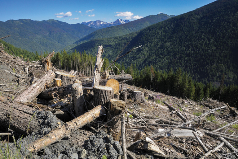 Forest clearcut