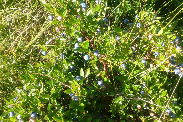 This image shows green leaves with small blueberries.