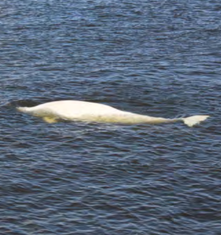 A white beluga whale is exposed as it swims near the top of some water.