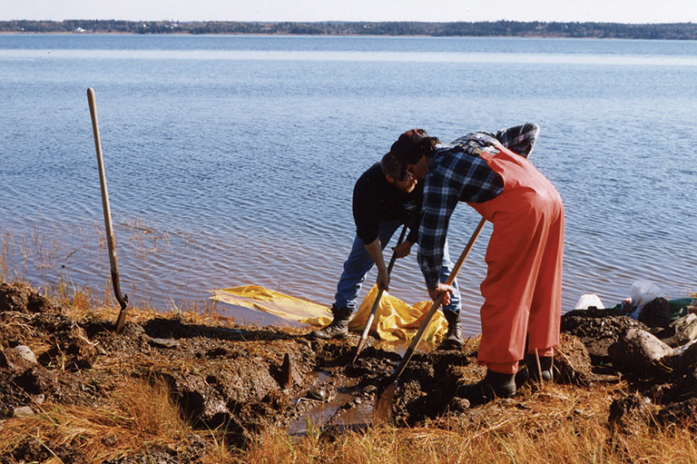 People bending over to dig into shoreline with shovels.