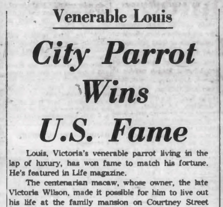 1963 newspaper article that reads "City Parrot Wins U.S. Fame."